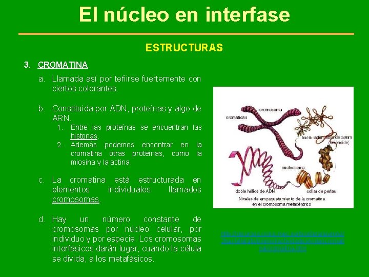 El núcleo en interfase ESTRUCTURAS 3. CROMATINA a. Llamada así por teñirse fuertemente con