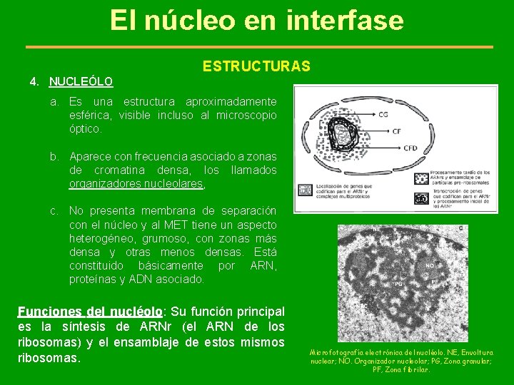 El núcleo en interfase ESTRUCTURAS 4. NUCLEÓLO a. Es una estructura aproximadamente esférica, visible