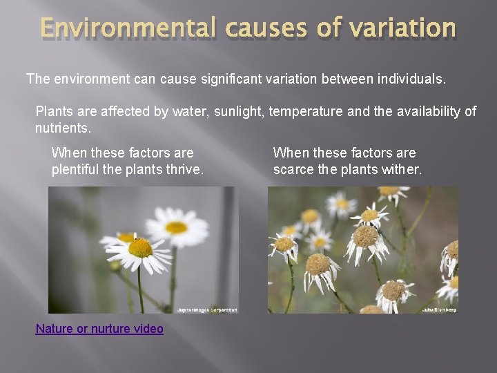 Environmental causes of variation The environment can cause significant variation between individuals. Plants are