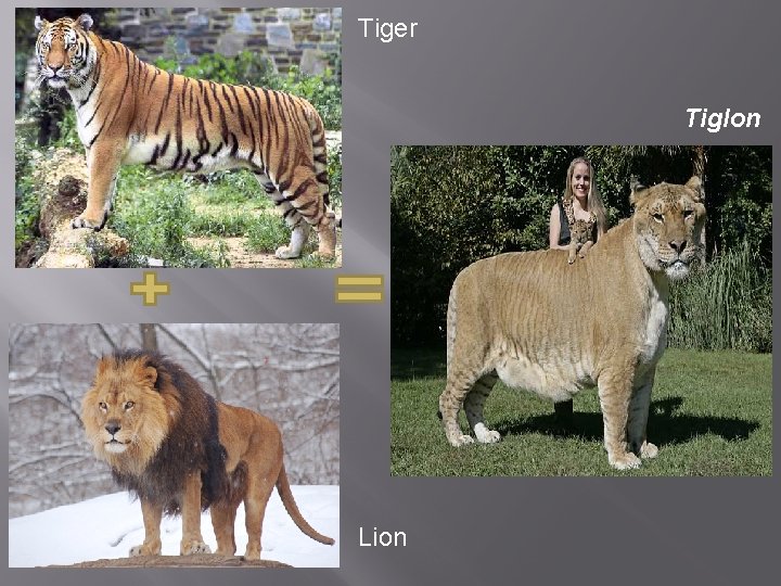 Tiger Tiglon Lion 