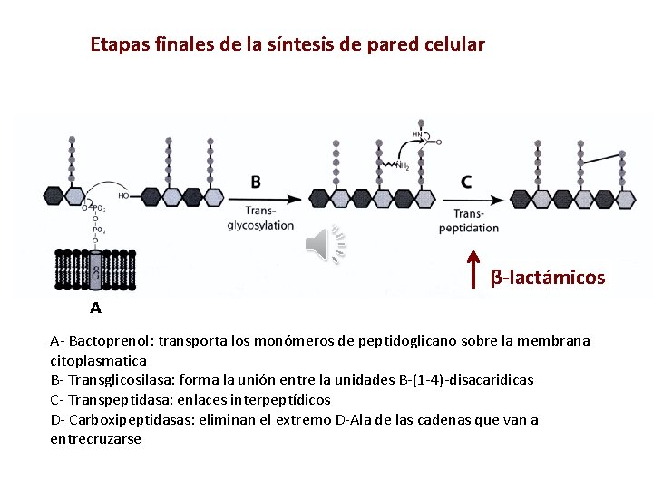 Etapas finales de la síntesis de pared celular β-lactámicos A A- Bactoprenol: transporta los