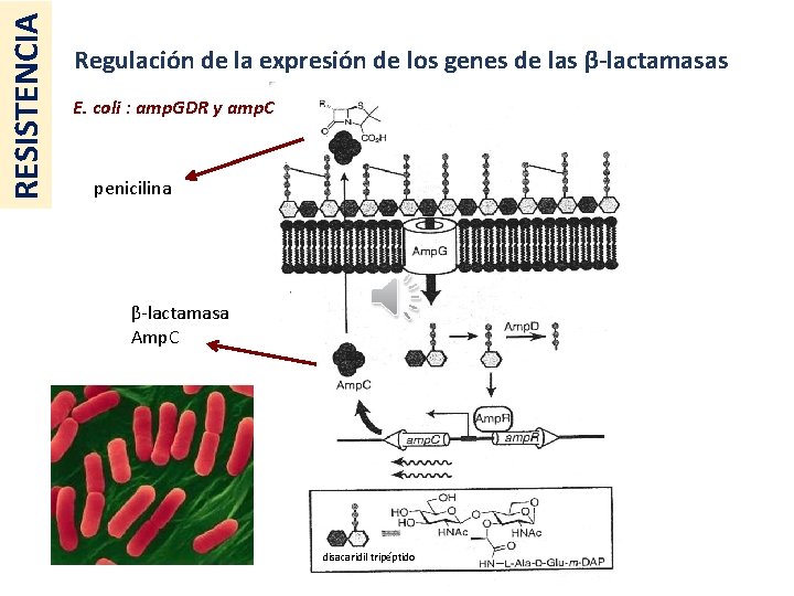 RESISTENCIA Regulación de la expresión de los genes de las β-lactamasas E. coli :