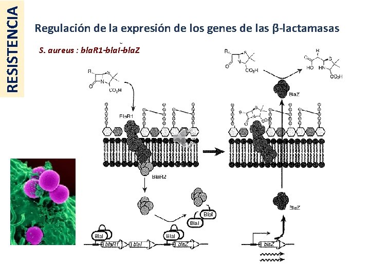 RESISTENCIA Regulación de la expresión de los genes de las β-lactamasas S. aureus :