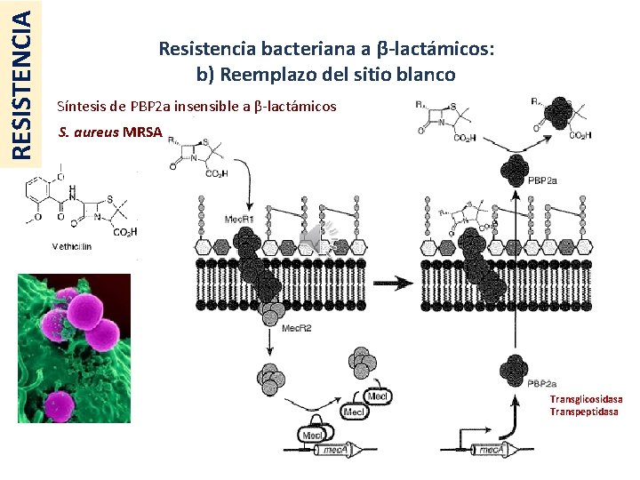 RESISTENCIA Resistencia bacteriana a β-lactámicos: b) Reemplazo del sitio blanco Síntesis de PBP 2