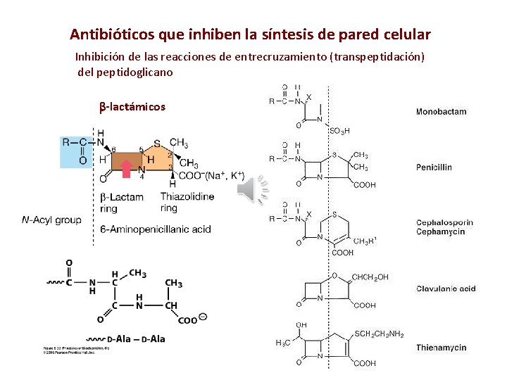 Antibióticos que inhiben la síntesis de pared celular Inhibición de las reacciones de entrecruzamiento