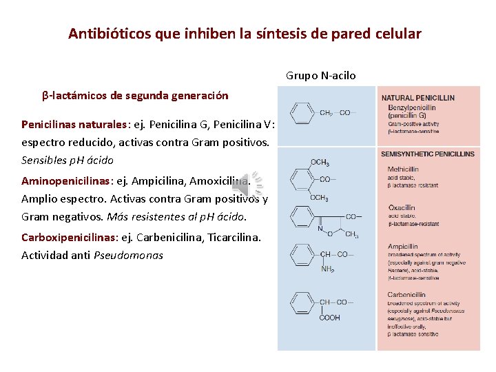 Antibióticos que inhiben la síntesis de pared celular Grupo N-acilo β-lactámicos de segunda generación