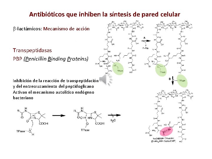 Antibióticos que inhiben la síntesis de pared celular -lactámicos: Mecanismo de acción Transpeptidasas PBP