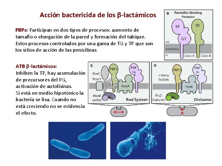 Acción bactericida de los β-lactámicos PBPs: Participan en dos tipos de procesos: aumento de