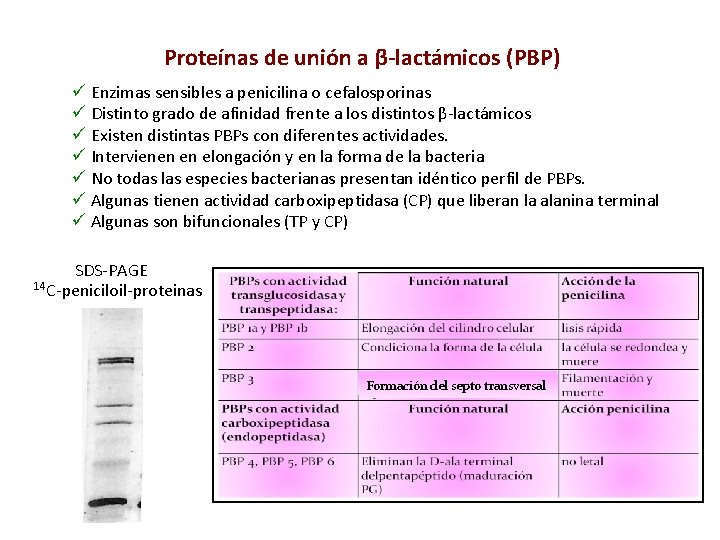 Proteínas de unión a β-lactámicos (PBP) ü Enzimas sensibles a penicilina o cefalosporinas ü