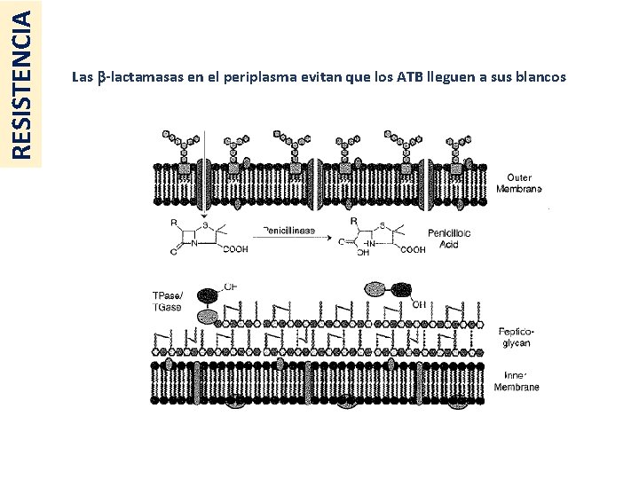 RESISTENCIA Las -lactamasas en el periplasma evitan que los ATB lleguen a sus blancos