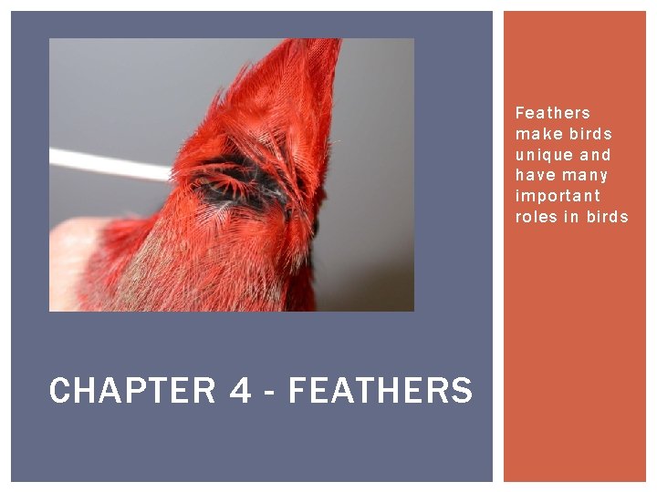 Feathers make birds unique and have many important roles in birds CHAPTER 4 -