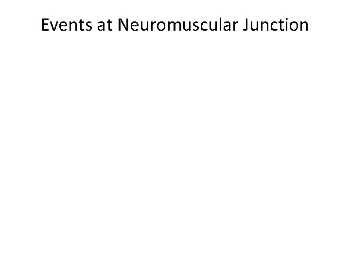 Events at Neuromuscular Junction 