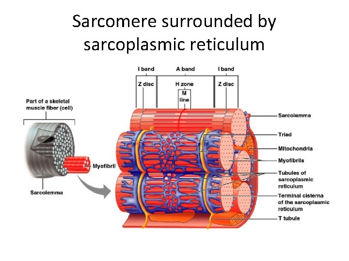 Sarcomere surrounded by sarcoplasmic reticulum 