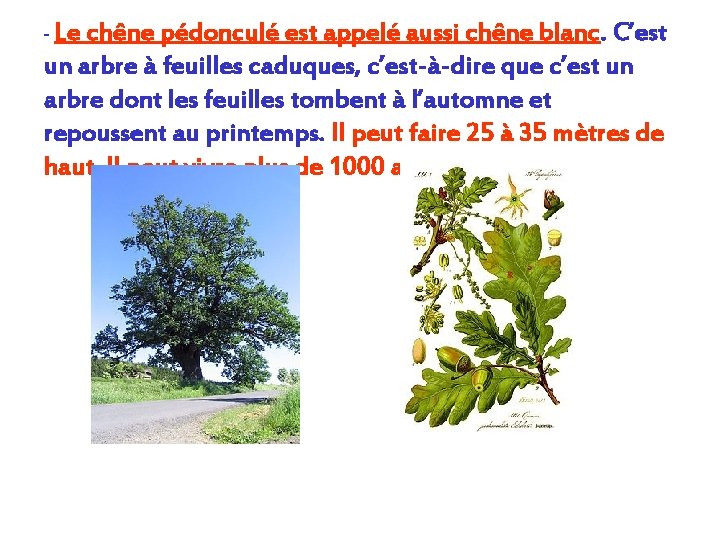 - Le chêne pédonculé est appelé aussi chêne blanc. C’est un arbre à feuilles