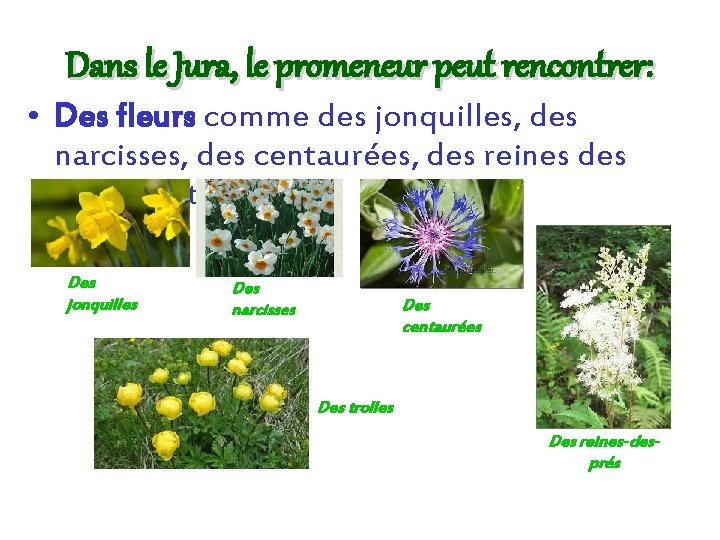 Dans le Jura, le promeneur peut rencontrer: • Des fleurs comme des jonquilles, des