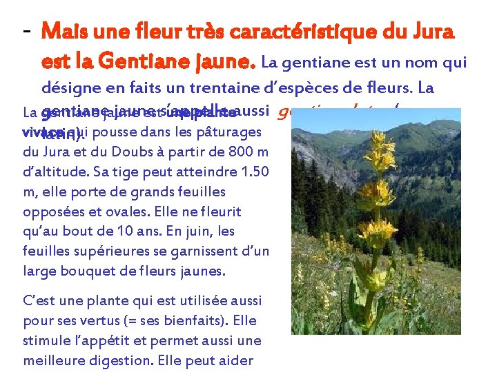 - Mais une fleur très caractéristique du Jura est la Gentiane jaune. La gentiane