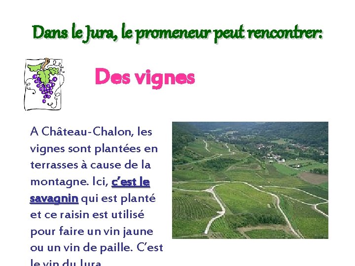 Dans le Jura, le promeneur peut rencontrer: Des vignes A Château-Chalon, les vignes sont