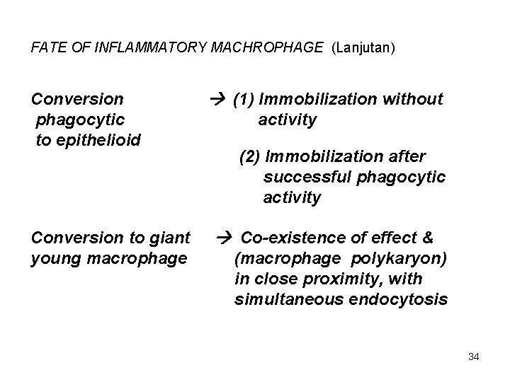 FATE OF INFLAMMATORY MACHROPHAGE (Lanjutan) Conversion phagocytic to epithelioid Conversion to giant young macrophage