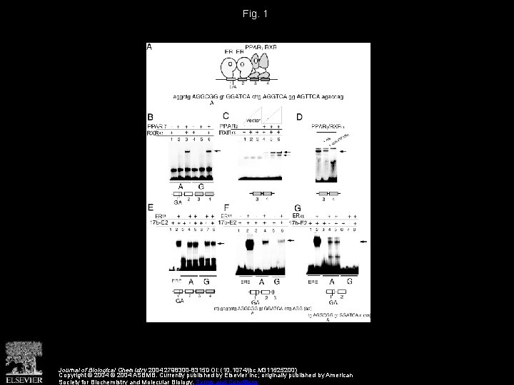 Fig. 1 Journal of Biological Chemistry 2004 2798300 -8315 DOI: (10. 1074/jbc. M 311625200)