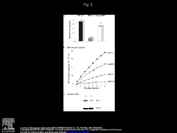 Fig. 5 Journal of Biological Chemistry 2004 2798300 -8315 DOI: (10. 1074/jbc. M 311625200)