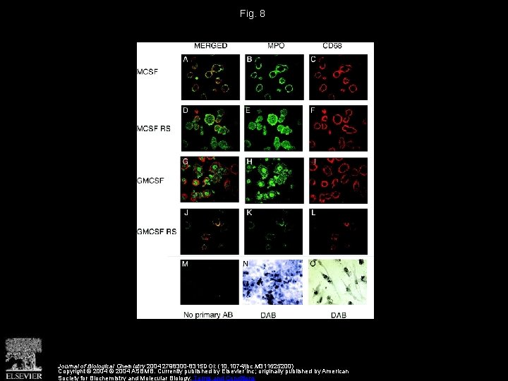 Fig. 8 Journal of Biological Chemistry 2004 2798300 -8315 DOI: (10. 1074/jbc. M 311625200)