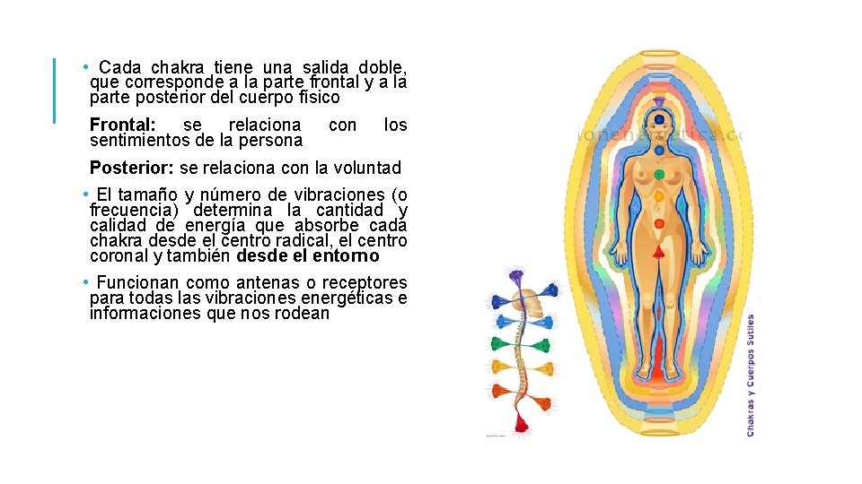  • Cada chakra tiene una salida doble, que corresponde a la parte frontal