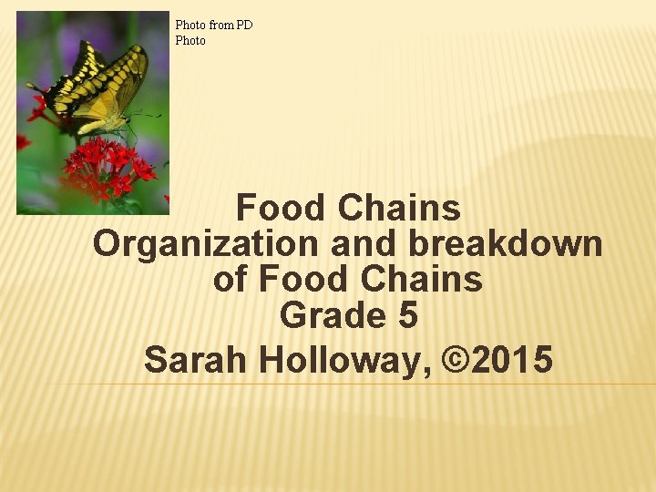 Photo from PD Photo Food Chains Organization and breakdown of Food Chains Grade 5