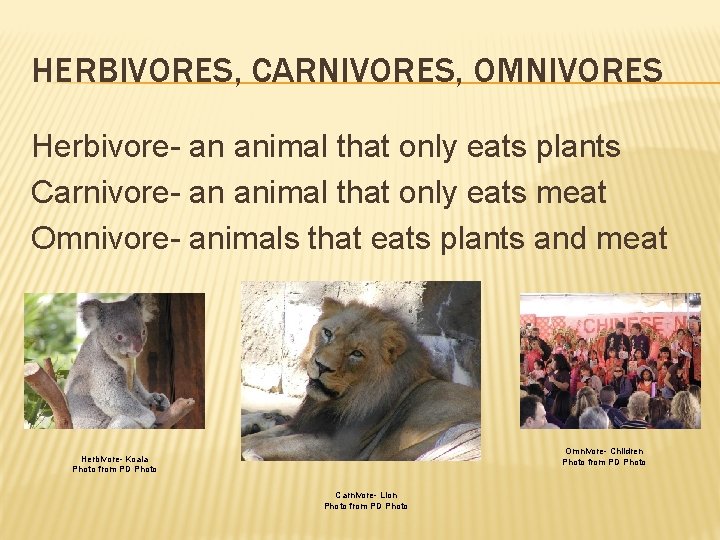 HERBIVORES, CARNIVORES, OMNIVORES Herbivore- an animal that only eats plants Carnivore- an animal that