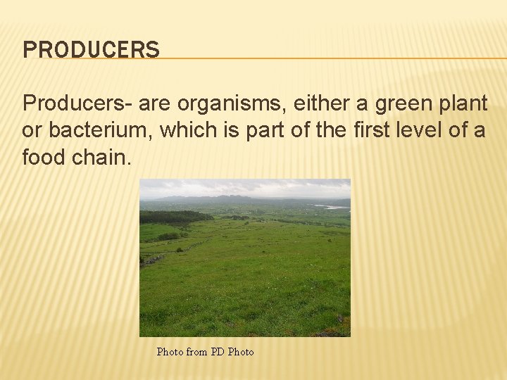 PRODUCERS Producers- are organisms, either a green plant or bacterium, which is part of