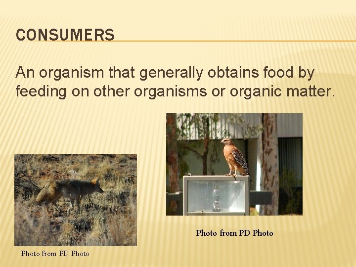 CONSUMERS An organism that generally obtains food by feeding on other organisms or organic