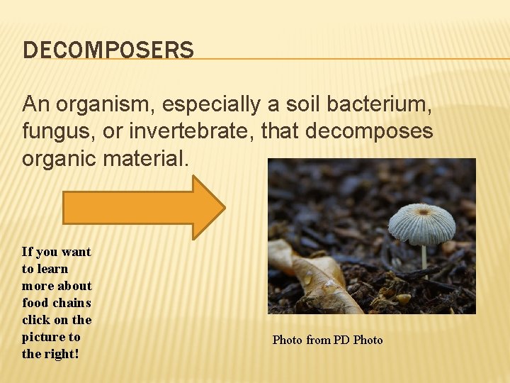 DECOMPOSERS An organism, especially a soil bacterium, fungus, or invertebrate, that decomposes organic material.