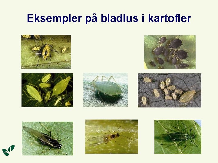 Eksempler på bladlus i kartofler 