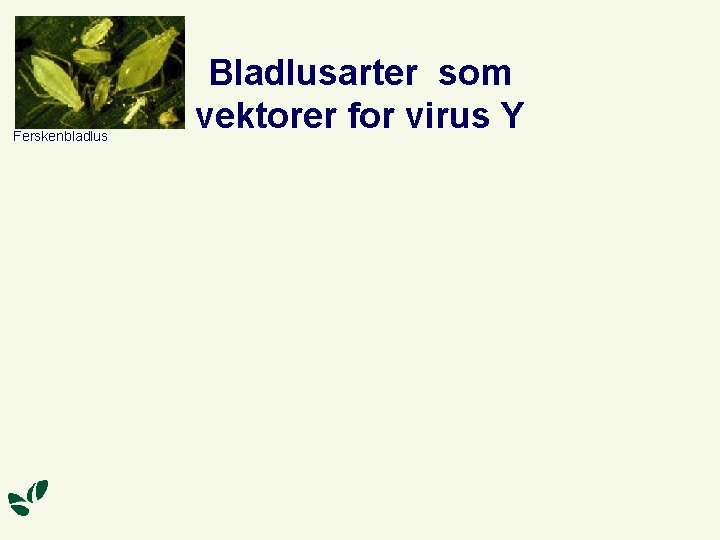 Ferskenbladlus Bladlusarter som vektorer for virus Y 