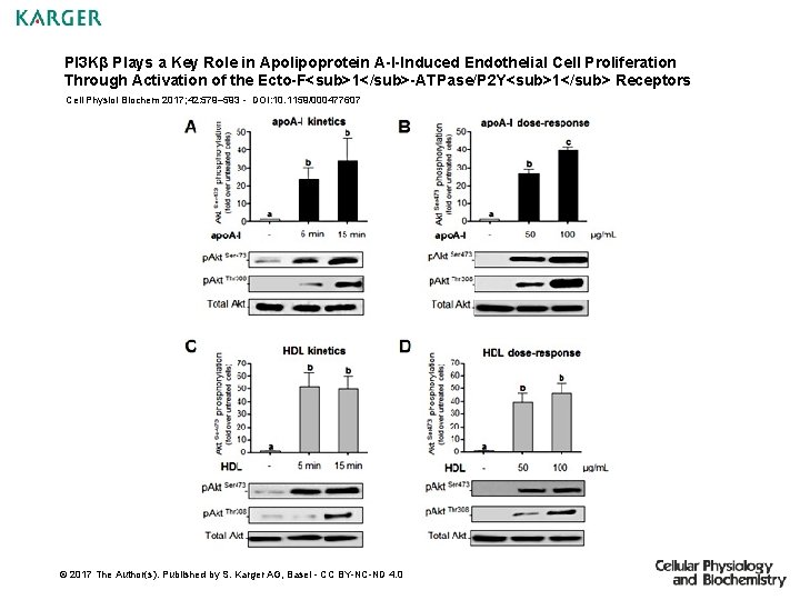PI 3 Kβ Plays a Key Role in Apolipoprotein A-I-Induced Endothelial Cell Proliferation Through