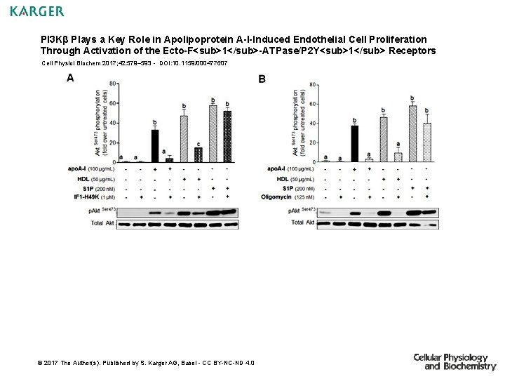 PI 3 Kβ Plays a Key Role in Apolipoprotein A-I-Induced Endothelial Cell Proliferation Through