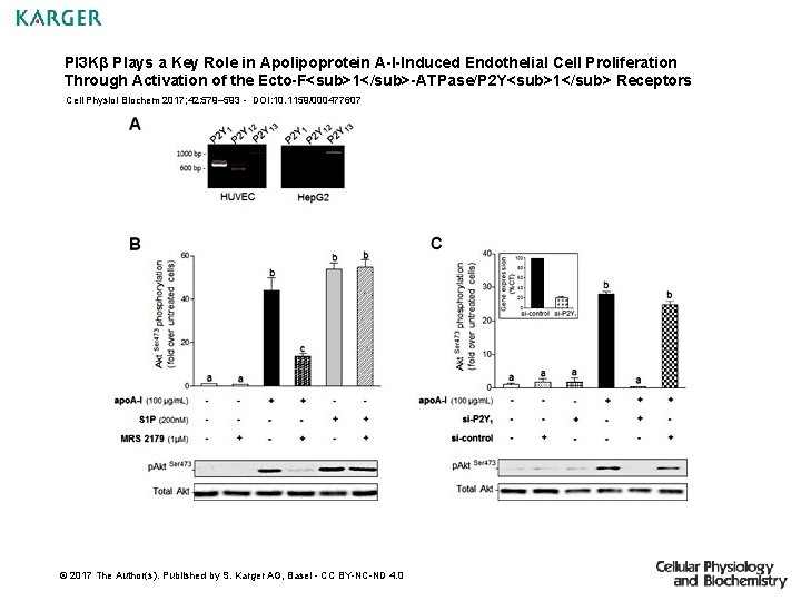 PI 3 Kβ Plays a Key Role in Apolipoprotein A-I-Induced Endothelial Cell Proliferation Through