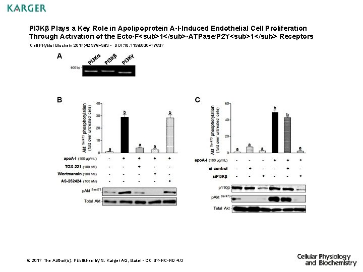 PI 3 Kβ Plays a Key Role in Apolipoprotein A-I-Induced Endothelial Cell Proliferation Through