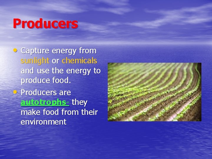 Producers • Capture energy from • sunlight or chemicals and use the energy to