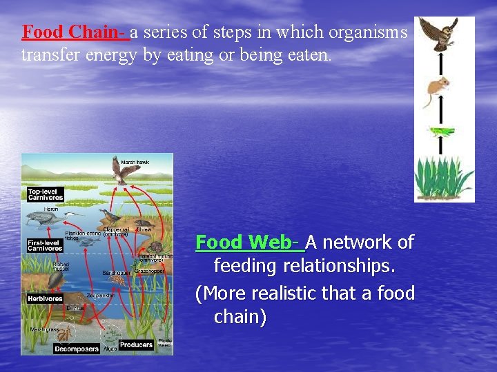 Food Chain- a series of steps in which organisms transfer energy by eating or