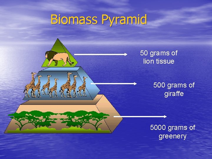 Biomass Pyramid 50 grams of lion tissue 500 grams of giraffe 5000 grams of