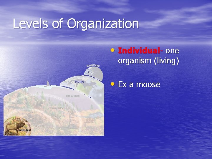 Levels of Organization • Individual- one organism (living) • Ex a moose 