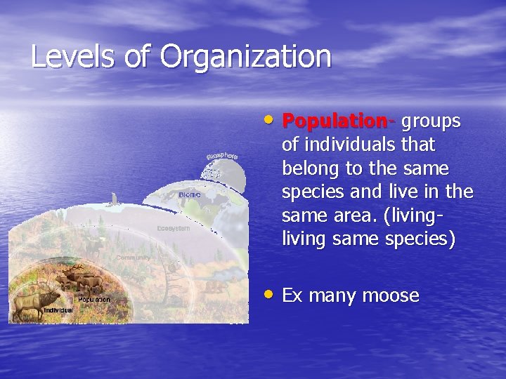 Levels of Organization • Population- groups of individuals that belong to the same species