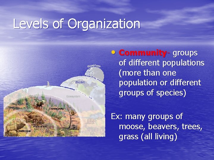 Levels of Organization • Community- groups of different populations (more than one population or