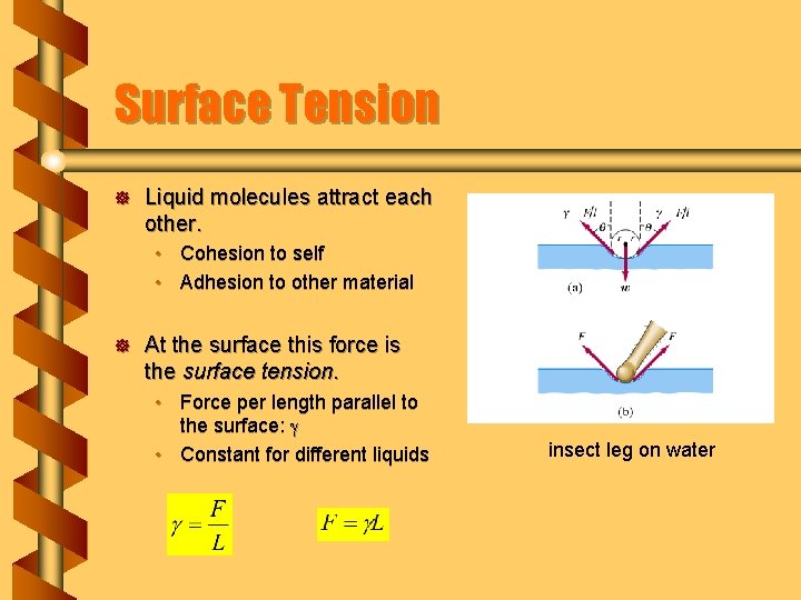 Surface Tension ] Liquid molecules attract each other. • Cohesion to self • Adhesion