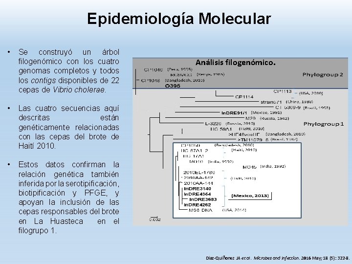 Epidemiología Molecular • Se construyó un árbol filogenómico con los cuatro genomas completos y