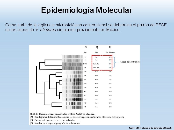 Epidemiología Molecular Como parte de la vigilancia microbiológica convencional se determina el patrón de