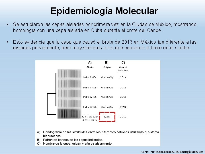 Epidemiología Molecular • Se estudiaron las cepas aisladas por primera vez en la Ciudad