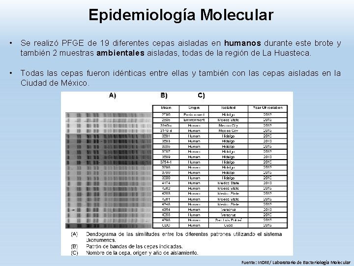 Epidemiología Molecular • Se realizó PFGE de 19 diferentes cepas aisladas en humanos durante