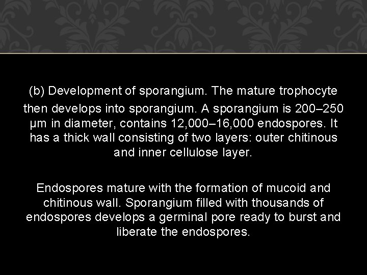 (b) Development of sporangium. The mature trophocyte then develops into sporangium. A sporangium is
