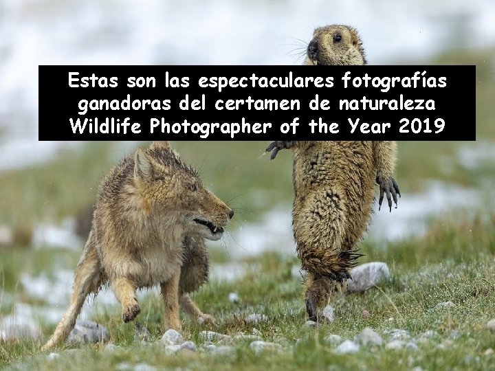 Estas son las espectaculares fotografías ganadoras del certamen de naturaleza Wildlife Photographer of the